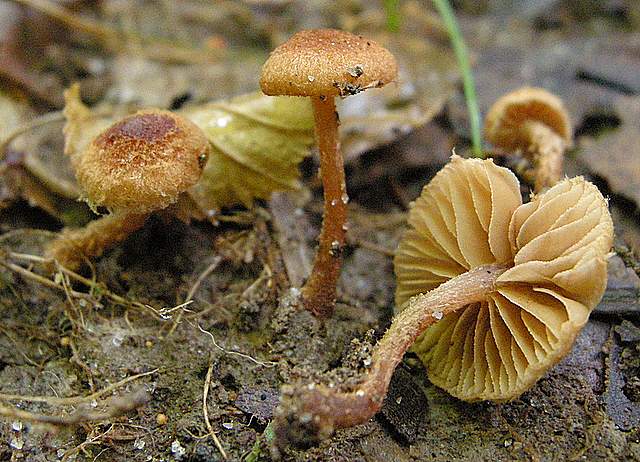 La grande siccita''....ma qui i funghi spuntano lo stesso !
